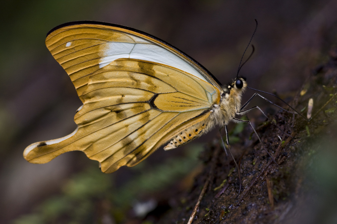 Schmetterling - Foto: Bruno D'Amicis