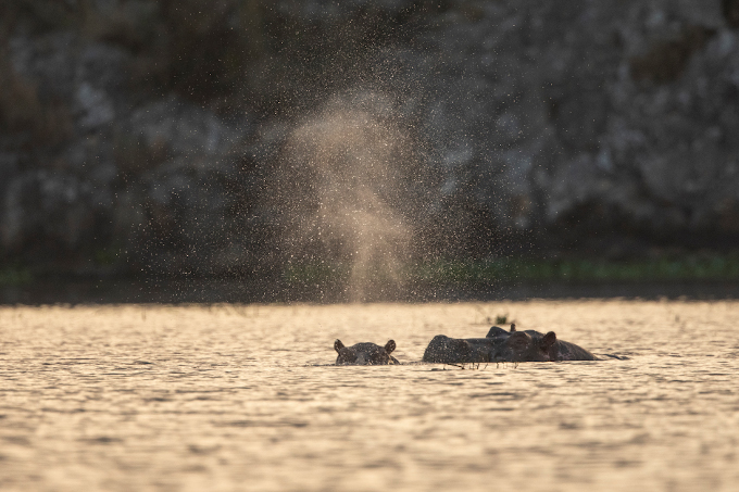 Hippos! The Lake Tana Watershed has a diverse wildlife - photo: Bruno D/'Amicis