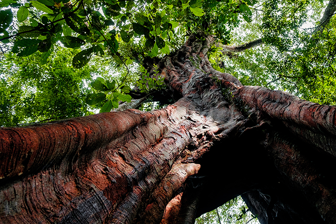 Fighting deforestation is a key component of preserving biodiversity. - photo: Davide Bonaldo/stock.adobe.com