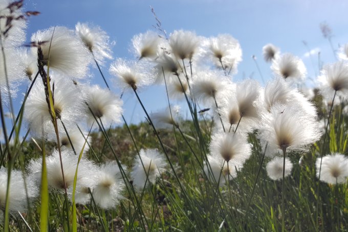 Cotton-grass - photo: Tom Kirschey