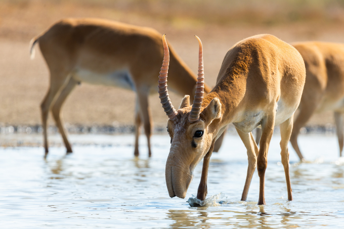 A male saiga antelope drinks from a water source - photo: rostovdriver/ stock.adobe.com