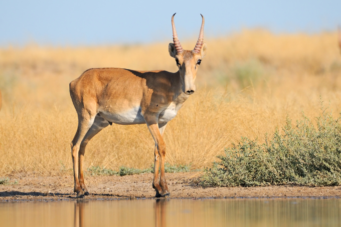 A male saiga antelope at a water source - photo: Victor Tyakht/ stock.adobe.com