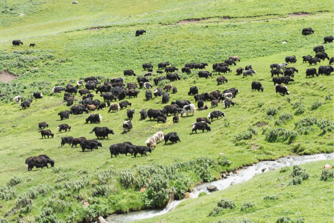 A herd of yaks at Song Kol Lake in Naryn Province. - photo: Gabrielle/ stock.adobe.com