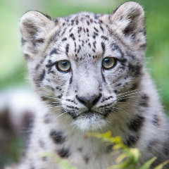 Young snow leopard - photo: Andreas Richter