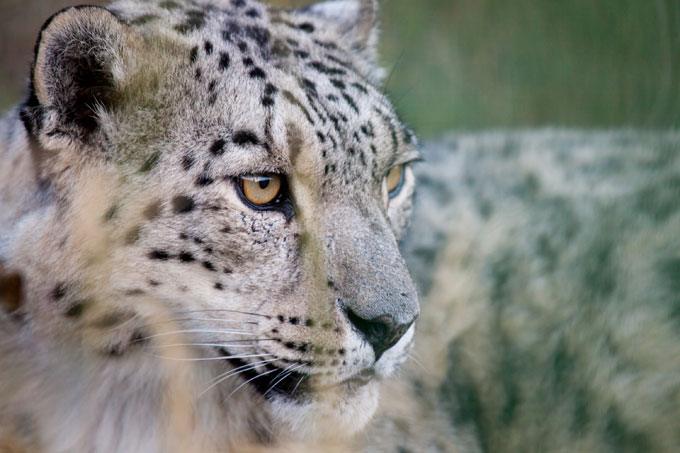 Snow leopards are the only big cats that cannot roar - photo: Andy Fabian