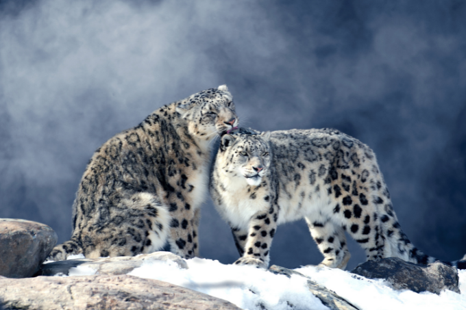 Two snow leopards - photo: Johanne/ Adobe Stock