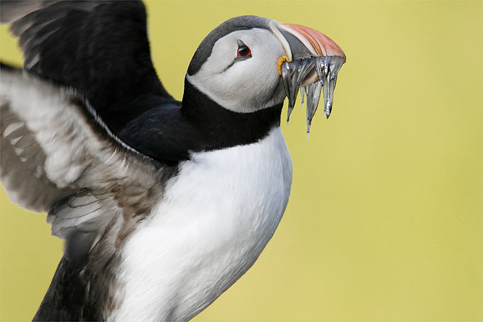 By-catch threatens typical seabirds such as the Atlantic Puffin - Photo: Frank Derer
