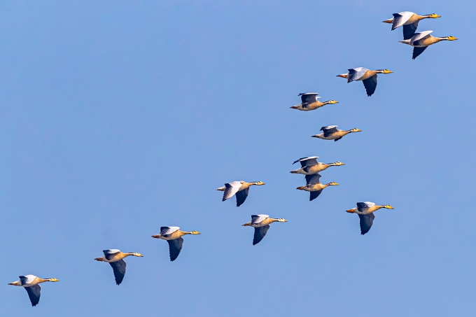 A group of bar-headed geese in flight - photo: Yadvendra Kumar/Wirestock/ stock.adobe.com