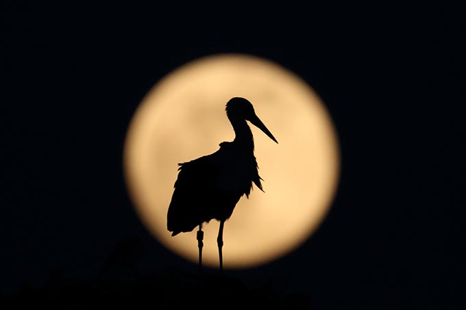 White stork silhouetted by full moon - photo: NABU/ CEWE/ Klaus Lowitz