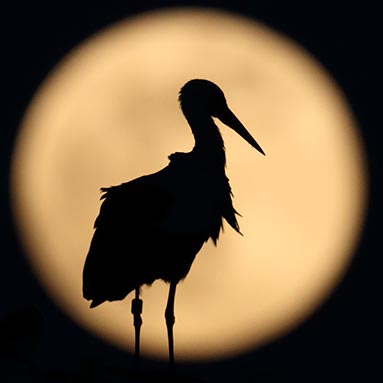 White stork in front of full moon - photo: NABU / CEWE / Klaus Lowitz