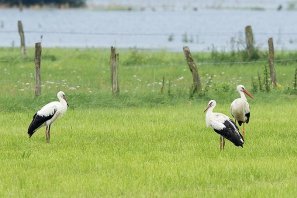 White storks in the green field - photo: NABU/ Klemens Karkow