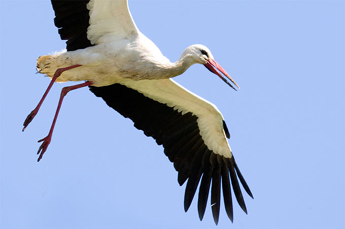 White stork - photo: Frank Derer