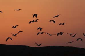 White storks migrating - photo: Christoph Moning