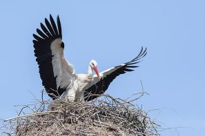 A white stork in its nest - photo: NABU/ Marc Scharping