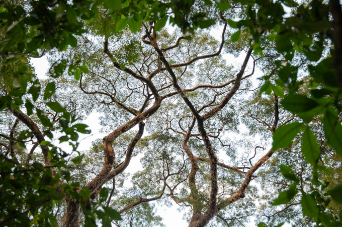 Biosphere reserve in Ethiopia: treetop - photo: Bruno D'Amicis