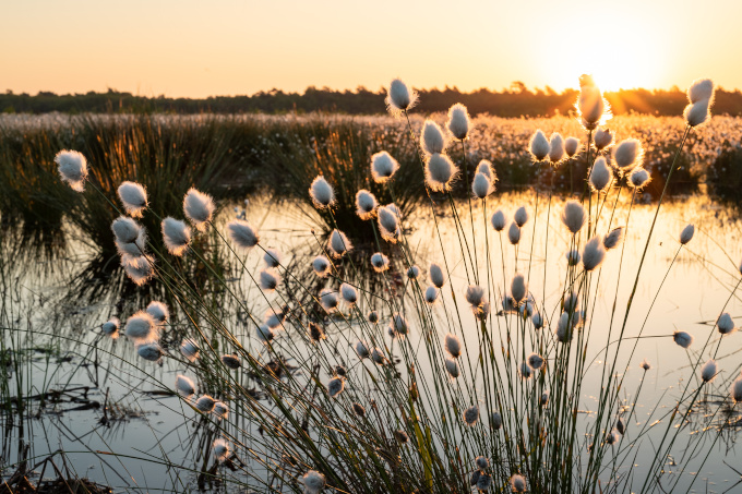 Make Peatlands wet again! - photo: Adobe Stock / Countrypixel