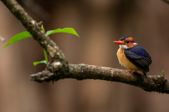 Malachite Kingfisher in Ethiopia - photo: Bruno D\'Amicis