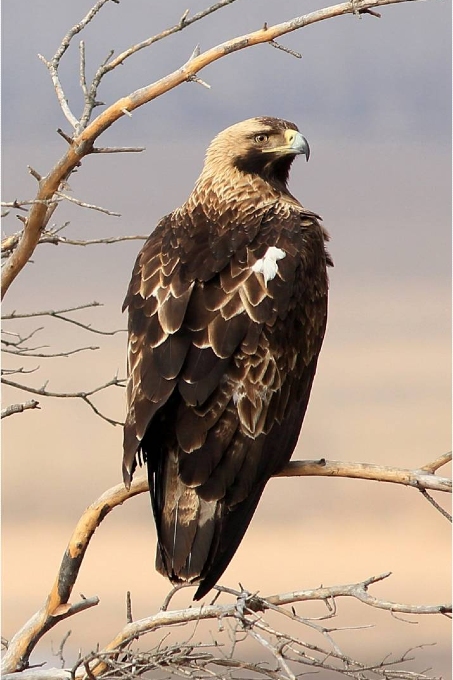 This Eastern Imperial Eagle has been tagged with a GPS tracker in the Volga region, summer 2017. NABU is researching their flight paths and behaviour
