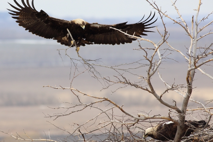 An Eastern Imperial Eagle approaching its nest in the Volga region, summer 2017