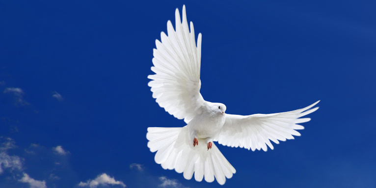 Dove of Peace - photo: Vienna Frame - stock.adobe.com 