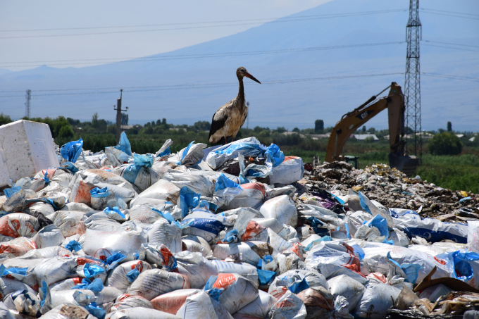 Not a nice rest: stork on a landfill site