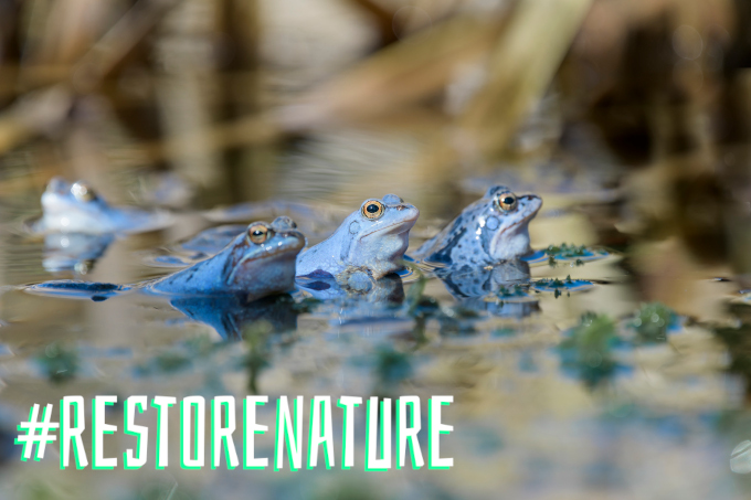 Moor frogs for #RestoreNature - photo: Christoph Bosch