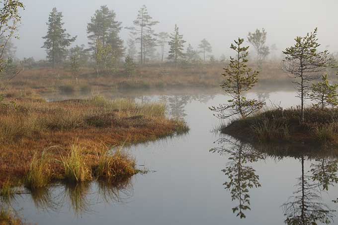 Peatlands in Latvia - fragile wetlands such as these provide essential ecosystem services - photo: Mara Pakalne