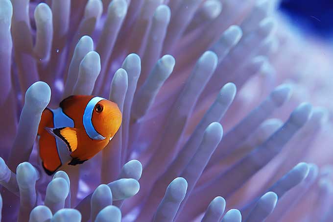A clownfish takes shelter in a reef - photo: Kichigin19/ adobe.stock.com