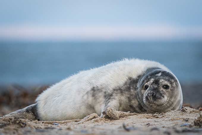 A grey seal rests on a beach - photo: Marc Scharping