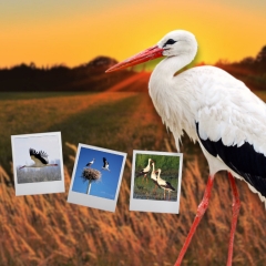 NABU presents this year's best photos of white storks - photo: Canva