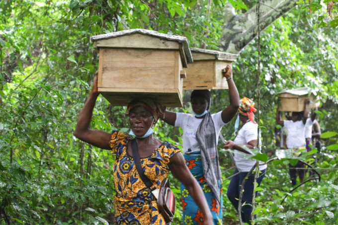 In Azagny National Park, beekeeping is an alternative source of income for local communities. Besides beekeeping, oil palm, rubber, coconut and coffee are grown in the forests - photo: SOS-Forêts