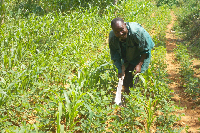 Agriculture is the livelihood for many rural families in our African project regions - photo: Nature Kenya