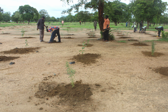 Planting native tree species strengthens climate resilience of ecosystems, which increases agricultural yields and secures livelihoods in regions threatened by desertification - photo: Fondation NATURAMA