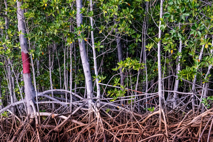 Coastal ecosystems, such as mangrove forests, provide valuable ecosystem services to the local communities. - photo: haddadToni