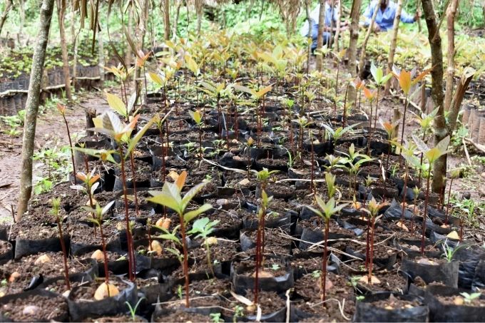 Young community members are setting up tree nurseries for income generation