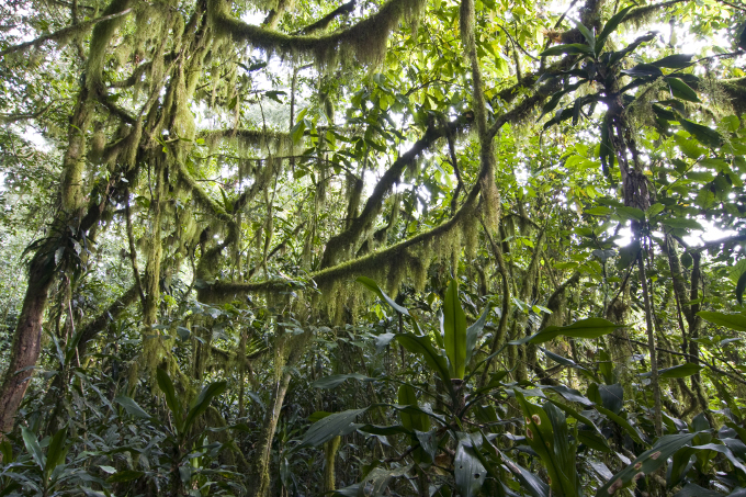 The rainforest in Koma - Photo: Bruno D'Amicis