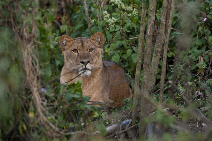 Lion in the Kafa rainforest of Ethiopia - Photo: Bruno D'Amicis