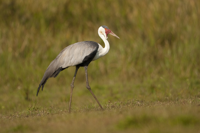 Around 300 bird species can be found at the Kafa Biosphere Reserve