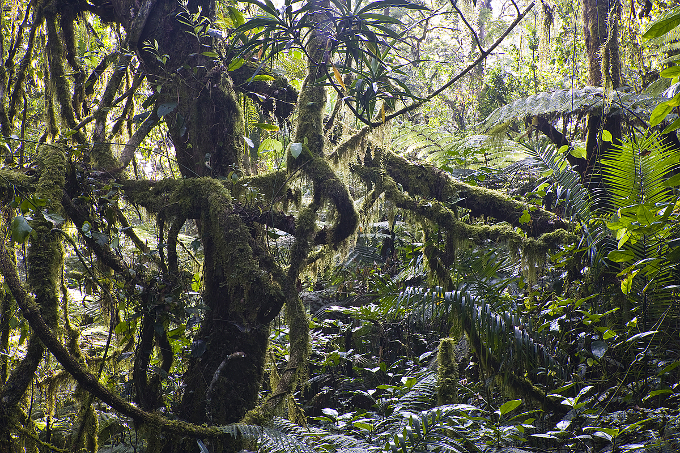 Rain Forest in Koma - Foto: Bruno D'Amicis
