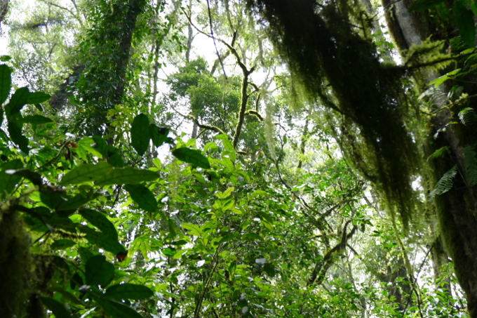 Afromontane rain forest - Photo: NABU