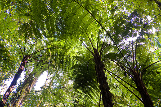Tree fern - Foto: Bruno D´Amicis