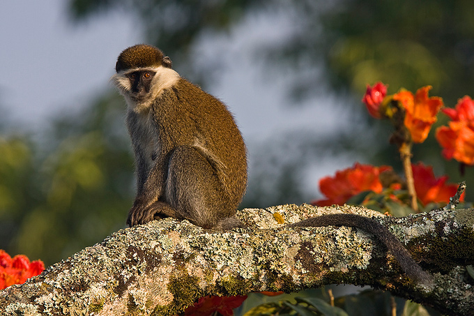 Vervet monkey - Foto: Bruno D´Amicis