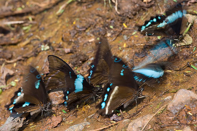 Butterflies - Foto: Bruno D´Amicis