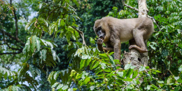 Drill monkey in the Nigerian rain forest - photo: Fabian/ stock.adobe.com