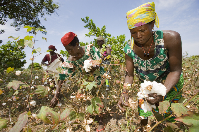 Baumwollernte - Foto: Cotton made in Africa
