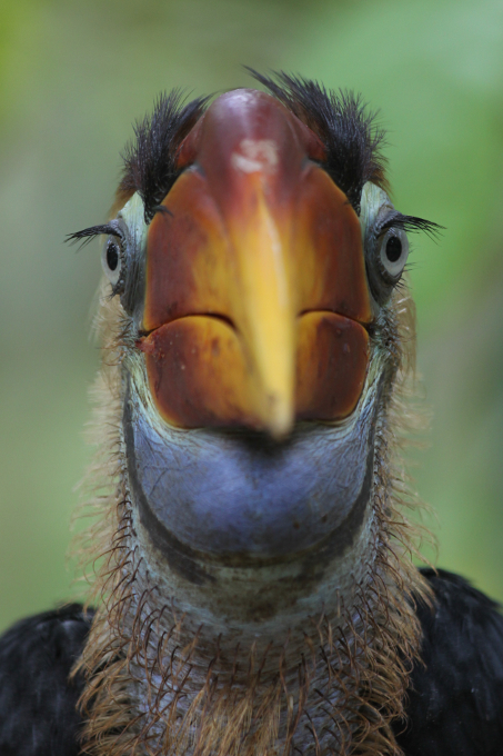 Knobbed Hornbill in Indonesia