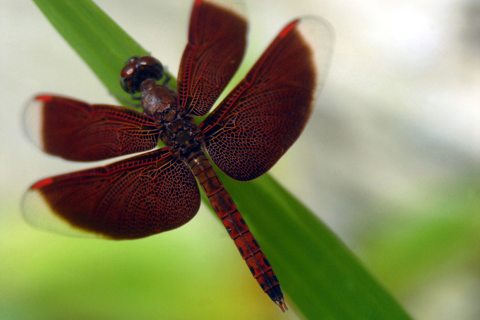 A red dragonfly balancing on a leaf in the Indonesian rainforest