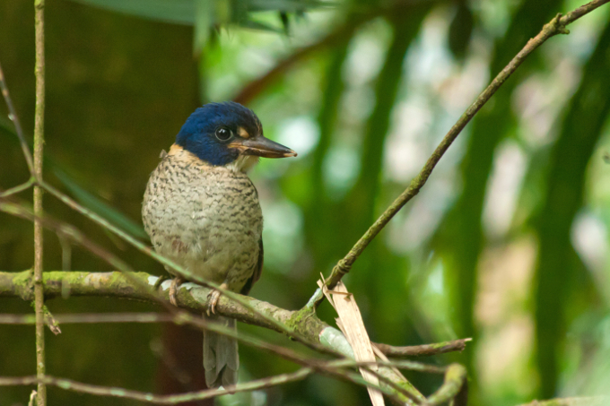 Scaly Kingfisher - photo: Barend van Gemerden / Vogelbescherming NL