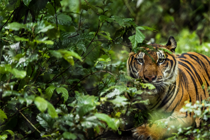Asian tiger in the middle of a tropical forest