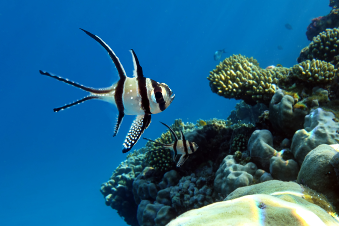 black and white striped tropical fish in the ocean